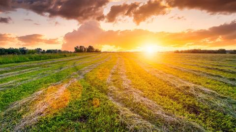 Un terrain agricole