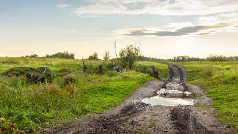 Sol gorgé d'eau : quelles plantes choisir pour un terrain humide?